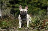 BOULEDOGUE FRANCAIS 642